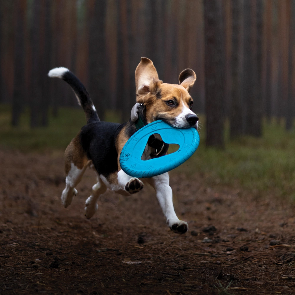 Fiboo Frisboo Niebieski dla Psa Frisbee Dysk do Aportowania Zabawka